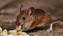 24 Hour & Emergency Exterminators in Maryville, IL